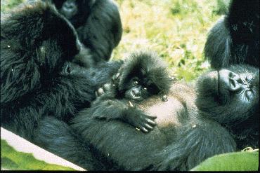 Mother
gorilla resting with infant on her chest