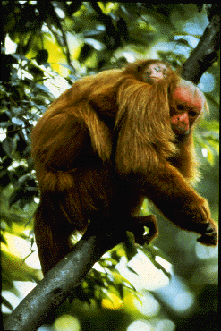 Mother bald uakari carries infant on her back