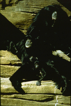 Family group of siamangs showing adult male (top), adult female (middle) and their offspring (bottom).