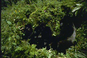 Group of mountain gorillas in African forest.