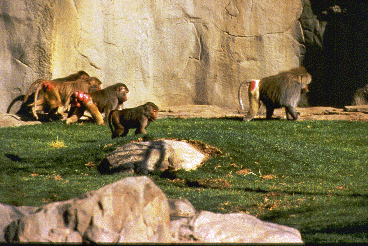 A group of female hamadryas baboons follow the large adult male in a zoo enclosure.