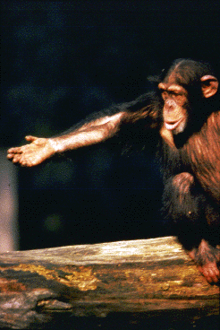 Young chimpanzee extends arm in an invitation to play.