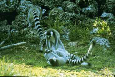 Group of ring-tailed lemurs wrestling.