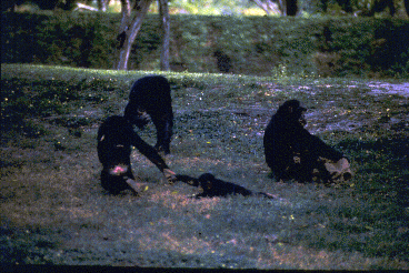 In the foreground, a juvenile chimpanzee drags an infant. Adult female chimpanzees in background appear unconcerned, while another infant watches the play bout.