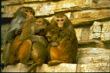 A group of rhesus monkeys. One animal looks toward the camera. Photo taken in a zoo enclosure.