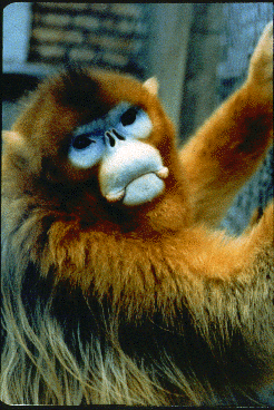 Closeup of face of a golden snub-nosed monkey.