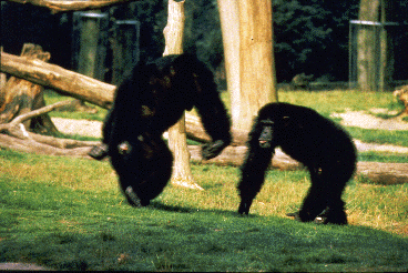 Two adult male chimpanzees confront each other. Animal in the foreground stands bipedally and is piloerected.