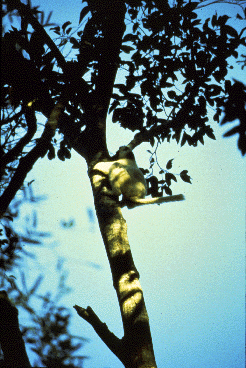 A sifaka (related to the lemurs) rubs a scent-producing anal gland against the bark of a tree.