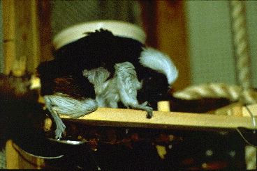 A cotton-top tamarin, a small South American monkey, sniffs at an odor-containing vial. This animal lives in a captive group used in studies of communication.