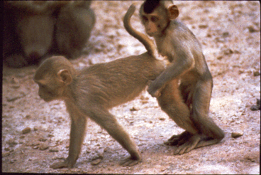 Two young macaques from a mixed species captive group. The female stands quadrupedally while the male stands behind her.