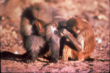 An adult female hamadryas baboon (an African monkey) grooms an adult male.