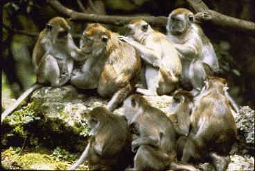 A large group of long-tailed macaques, including some mothers holding infants on their bellies, sit together. An adult male in the top row is being groomed by two other animals.