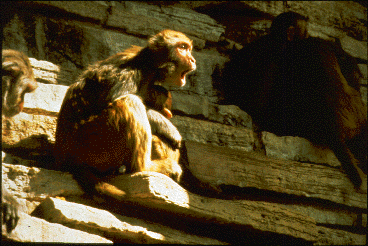 A female rhesus macaque holding an infant stares off camera at an opponent.