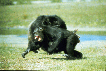 A fight between chimpanzees living in a zoo group. A female holding an infant, in the foreground, is attacked by an adult male behind her. She is screaming in submission.