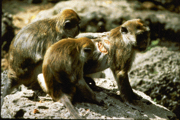 A long-tailed macaque, on the right, shows wounds on the  shoulder.