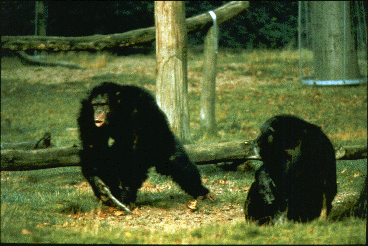 A piloerected adult male chimpanzee shakes a branch while another animal watches.