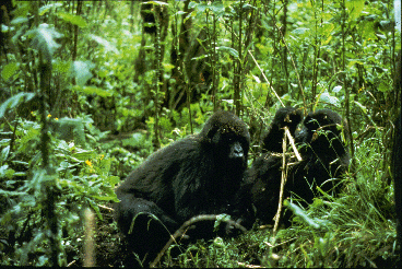 Two mountain gorillas feed next to each other in the forest.