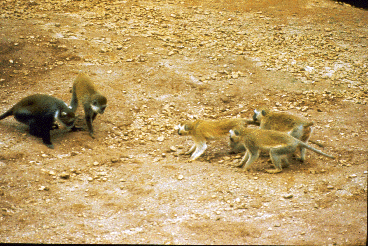 Members of two groups of African green monkeys threaten each other.