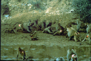 Hamadryas baboon groups come to blows at an African water hole. Adult males have long fur on their face and shoulders.