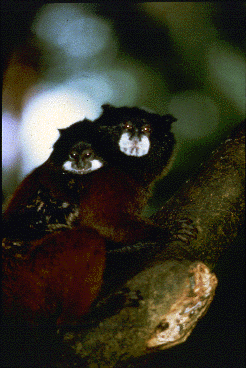 Adult male saddleback tamarin carries a youngster on his back.