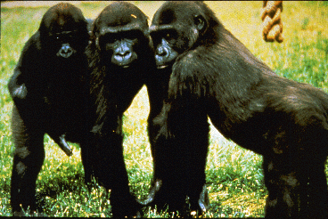 A rare photo. Twin male gorillas born in a zoo carry a younger animal who had been adopted by an adult female in their group.