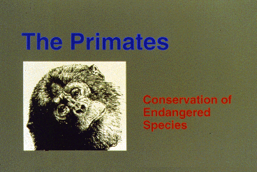 Title Slide: The Primates - Conservation of Endangered Species
