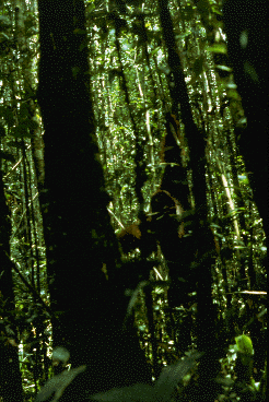 Adult male orangutan climbs low in the trees in a tropical rain forest.