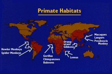 Map -- Primate Habitats (Areas in red indicate current non-human primate habitats.)