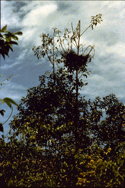 Tree tops with nest in top center screen.