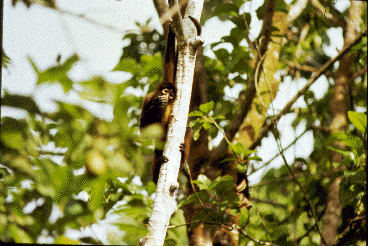 Monkey eating piece of fruit supports herself against a tree trunk with feet, one arm and a tail (visible at top near hand).