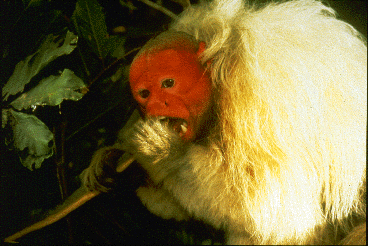 A monkey with a red face and hairless head chewing on a stem.