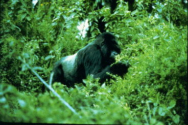 A large male silverback gorilla surrounded by vegetation.