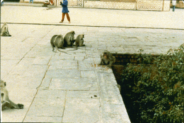 Monkeys feeding in stone courtyard.