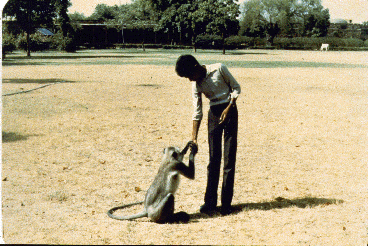 Human hands food to a monkey.