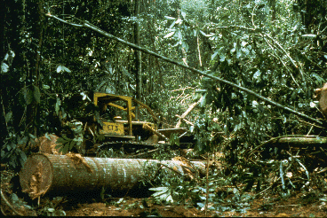 Fallen trees in foreground; equipment used for moving logs is visible in background.