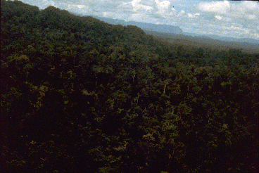 Aerial view of unlogged Bornean rain forest.