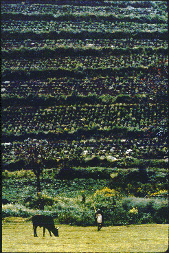 Agricultural scene -- in the foreground a human herder with cattle; in the background a hillside covered with crops.