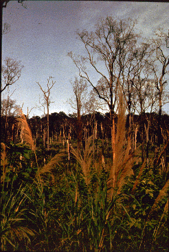 Bare trees and grasses.