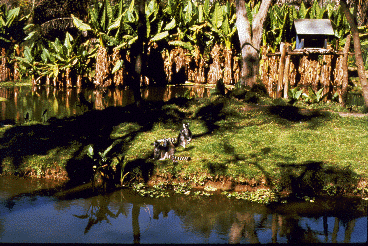 A zoo enclosure. A group of ring-tailed lemurs (center, foreground) on an island surrounded by a moat.