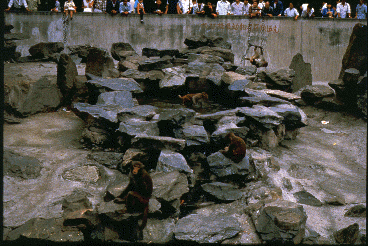 While a crowd watches, rhesus macaques climb and forage in a rock and cement covered area.