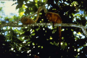 Two small monkeys with reddish fur sitting on a tree branch. Photo taken in a Brazilian nature preserve.