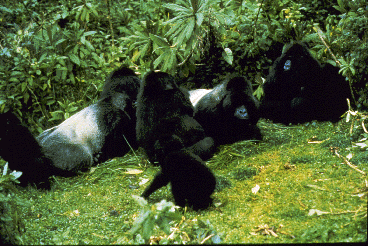 Group of mountain gorillas, including two silverback males, relaxing in a forest clearing.