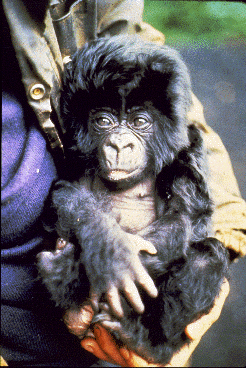 Gorilla infant held by human.