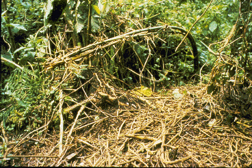 Forest floor with snare partially hidden.