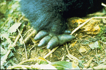 Closeup of mountain gorilla's hand with swollen and deformed fingers.