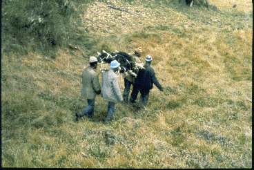 The body of gorilla is tied to a wooden frame being carried by park rangers.