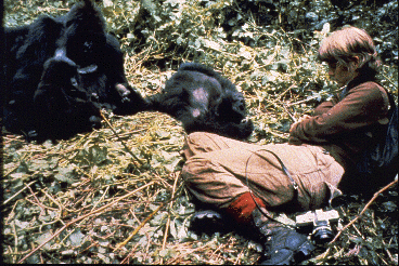 A scientist (Amy Vedder) sits near some of the mountain gorillas she is studying.