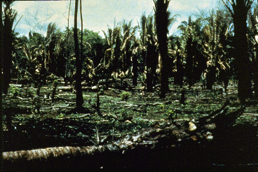 Partially deforested farm land.