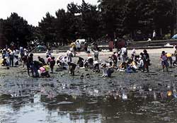 Cleaning Nojima Beach