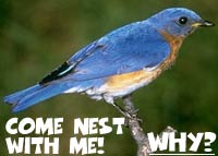 Come nest with me!